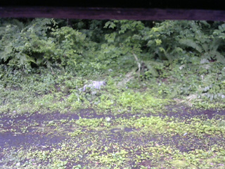 長野県菅平高原 ゆたか山荘 東側(坂下) 2026/07/06 08:00
