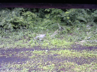 長野県菅平高原 ゆたか山荘 東側(坂下) 2026/07/06 08:30