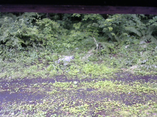 長野県菅平高原 ゆたか山荘 東側(坂下) 2026/07/06 09:00