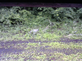 長野県菅平高原 ゆたか山荘 東側(坂下) 2026/07/06 09:15