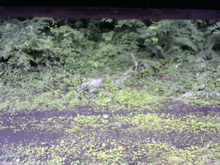 長野県菅平高原 ゆたか山荘 東側(坂下) 2026/07/06 09:45