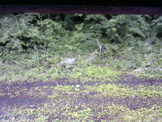 長野県菅平高原 ゆたか山荘 東側(坂下) 2026/07/06 10:00