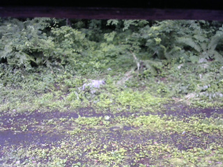 長野県菅平高原 ゆたか山荘 東側(坂下) 2026/07/06 10:15