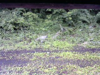 長野県菅平高原 ゆたか山荘 東側(坂下) 2026/07/06 10:45