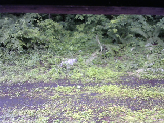 長野県菅平高原 ゆたか山荘 東側(坂下) 2026/07/06 11:00