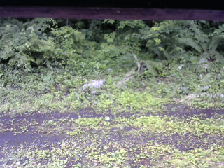 長野県菅平高原 ゆたか山荘 東側(坂下) 2026/07/06 11:30