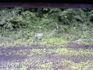 長野県菅平高原 ゆたか山荘 東側(坂下) 2026/07/06 11:45