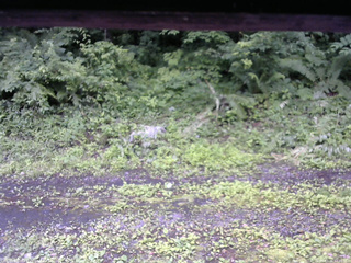 長野県菅平高原 ゆたか山荘 東側(坂下) 2026/07/06 12:15