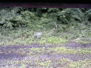 長野県菅平高原 ゆたか山荘 東側(坂下) 2026/07/06 12:30