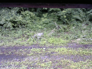 長野県菅平高原 ゆたか山荘 東側(坂下) 2026/07/06 12:45