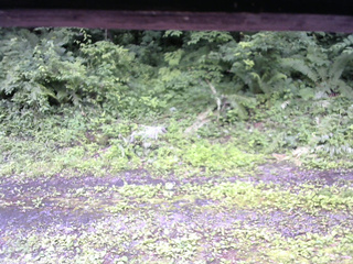 長野県菅平高原 ゆたか山荘 東側(坂下) 2026/07/06 13:45