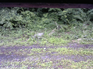 長野県菅平高原 ゆたか山荘 東側(坂下) 2026/07/06 14:15