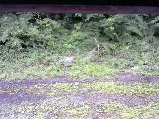 長野県菅平高原 ゆたか山荘 東側(坂下) 2026/07/06 14:30