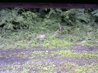長野県菅平高原 ゆたか山荘 東側(坂下) 2026/07/06 14:45