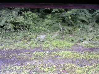 長野県菅平高原 ゆたか山荘 東側(坂下) 2026/07/06 15:15
