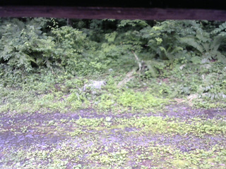 長野県菅平高原 ゆたか山荘 東側(坂下) 2026/07/06 15:45