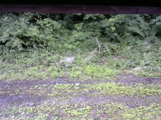 長野県菅平高原 ゆたか山荘 東側(坂下) 2026/07/06 16:15