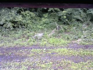 長野県菅平高原 ゆたか山荘 東側(坂下) 2026/07/06 16:30