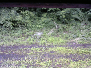 長野県菅平高原 ゆたか山荘 東側(坂下) 2026/07/06 16:45