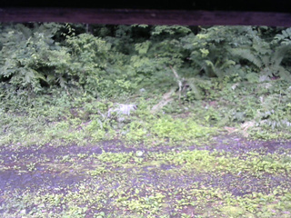 長野県菅平高原 ゆたか山荘 東側(坂下) 2026/07/06 17:00