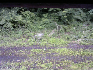 長野県菅平高原 ゆたか山荘 東側(坂下) 2026/07/06 17:30
