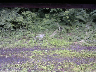 長野県菅平高原 ゆたか山荘 東側(坂下) 2026/07/06 17:45