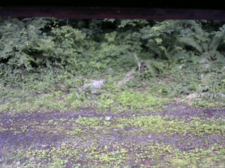 長野県菅平高原 ゆたか山荘 東側(坂下) 2026/07/06 18:00