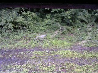 長野県菅平高原 ゆたか山荘 東側(坂下) 2026/07/06 18:45