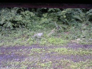 長野県菅平高原 ゆたか山荘 東側(坂下) 2026/07/07 05:15