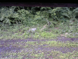 長野県菅平高原 ゆたか山荘 東側(坂下) 2026/07/07 05:30