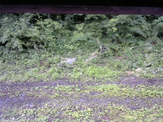 長野県菅平高原 ゆたか山荘 東側(坂下) 2026/07/07 06:00