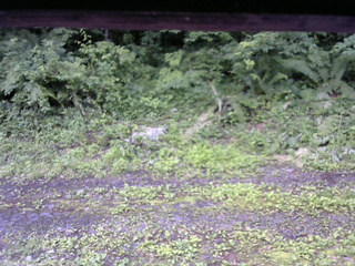 長野県菅平高原 ゆたか山荘 東側(坂下) 2026/07/07 06:15