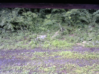 長野県菅平高原 ゆたか山荘 東側(坂下) 2026/07/07 06:45