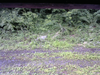 長野県菅平高原 ゆたか山荘 東側(坂下) 2026/07/07 07:00