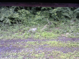 長野県菅平高原 ゆたか山荘 東側(坂下) 2026/07/07 07:30