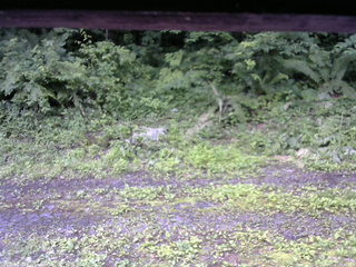 長野県菅平高原 ゆたか山荘 東側(坂下) 2026/07/07 07:45