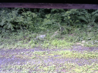 長野県菅平高原 ゆたか山荘 東側(坂下) 2026/07/07 08:00