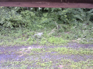 長野県菅平高原 ゆたか山荘 東側(坂下) 2026/07/07 12:45