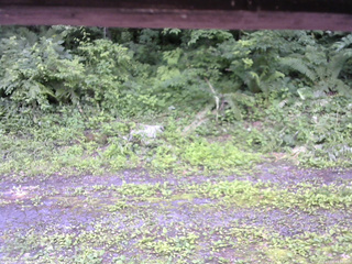 長野県菅平高原 ゆたか山荘 東側(坂下) 2026/07/07 13:00