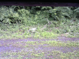 長野県菅平高原 ゆたか山荘 東側(坂下) 2026/07/07 17:15