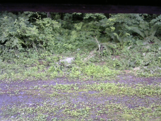 長野県菅平高原 ゆたか山荘 東側(坂下) 2026/07/07 17:45