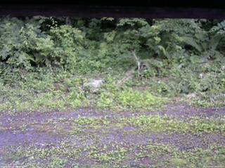 長野県菅平高原 ゆたか山荘 東側(坂下) 2026/07/07 18:00