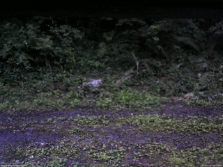 長野県菅平高原 ゆたか山荘 東側(坂下) 2026/07/07 19:15