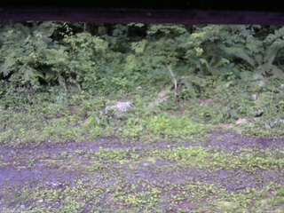 長野県菅平高原 ゆたか山荘 東側(坂下) 2026/07/08 05:00