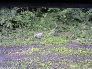 長野県菅平高原 ゆたか山荘 東側(坂下) 2026/07/08 05:30