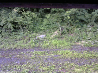 長野県菅平高原 ゆたか山荘 東側(坂下) 2026/07/08 05:45