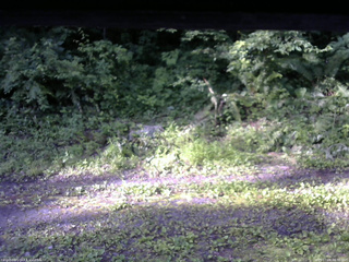 長野県菅平高原 ゆたか山荘 東側(坂下) 2026/07/08 06:30
