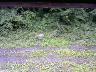 長野県菅平高原 ゆたか山荘 東側(坂下) 2026/07/08 11:15