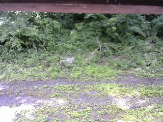 長野県菅平高原 ゆたか山荘 東側(坂下) 2026/07/08 11:30