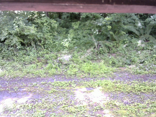 長野県菅平高原 ゆたか山荘 東側(坂下) 2026/07/08 11:45
